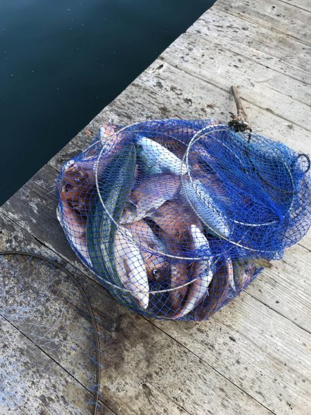 はまの浦釣り堀