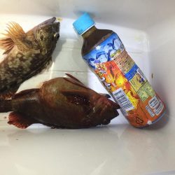 夜のガシラ釣り