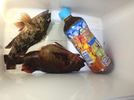 夜のガシラ釣り