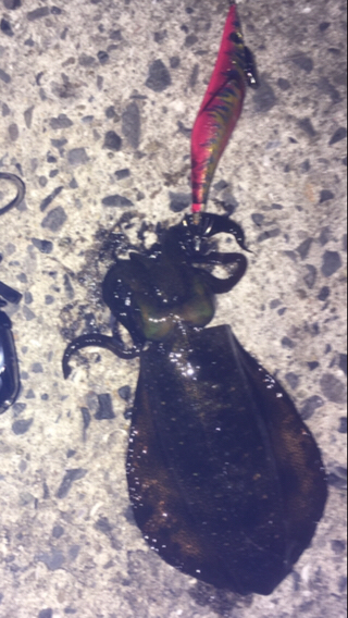 短時間エギング