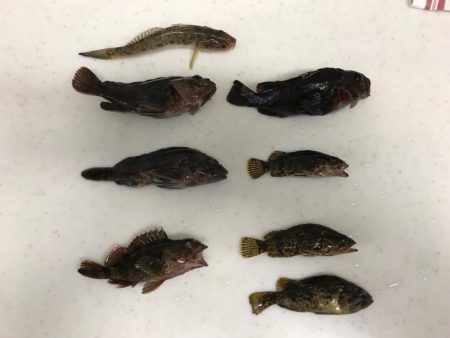 大野漁港 根魚ライトゲーム