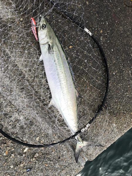 パラダイス♫でもサゴシ