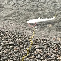 メジロ( ´ ▽ ` )ﾉ