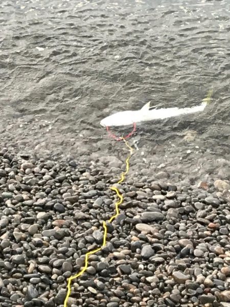 メジロ( ´ ▽ ` )ﾉ