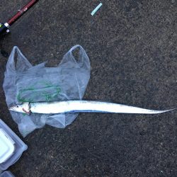 朝マズメ2時間勝負