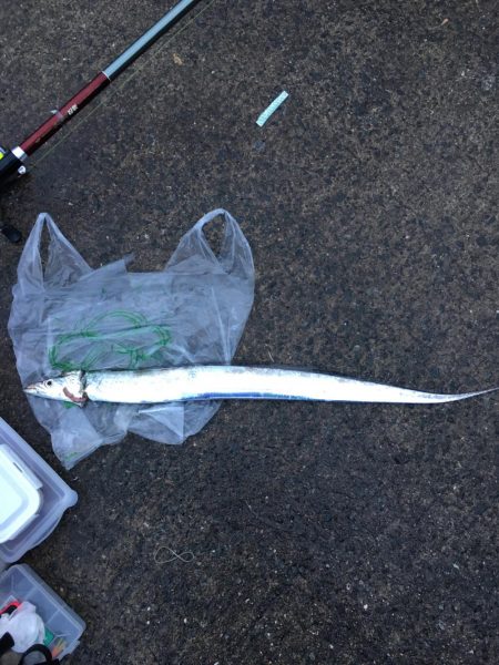 朝マズメ2時間勝負