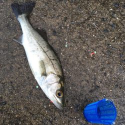 イワシはいませんでした。