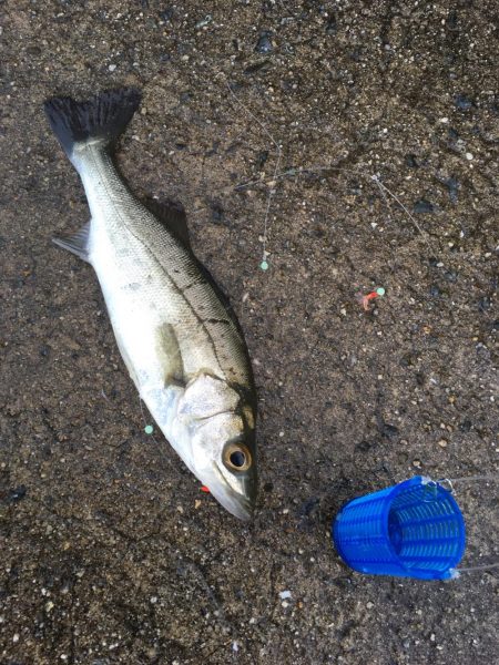 イワシはいませんでした。