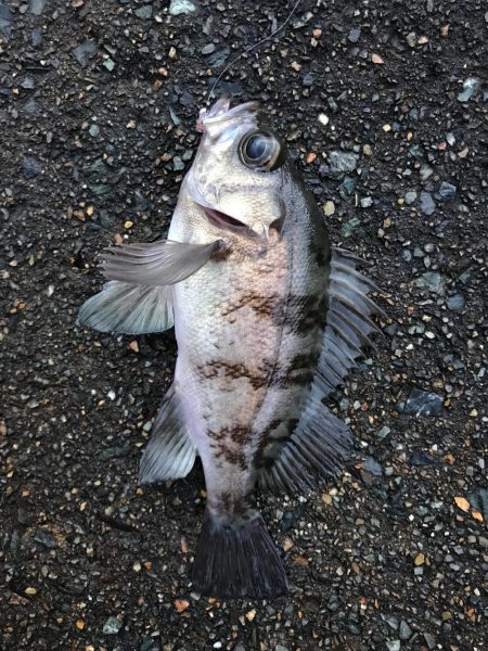 坊主を回避した(笑)。