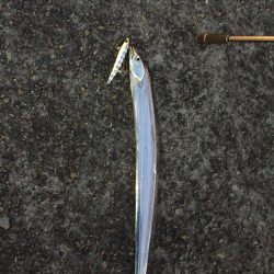 タチウオシブい