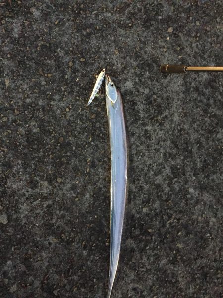 タチウオシブい