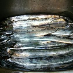 ジグにタチウオ荒食い！14匹