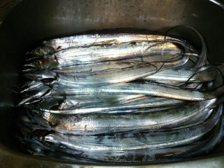 ジグにタチウオ荒食い！14匹