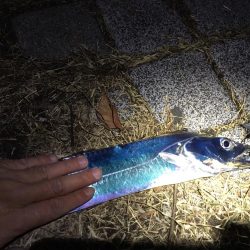 青物不発からのドラゴンゲット！