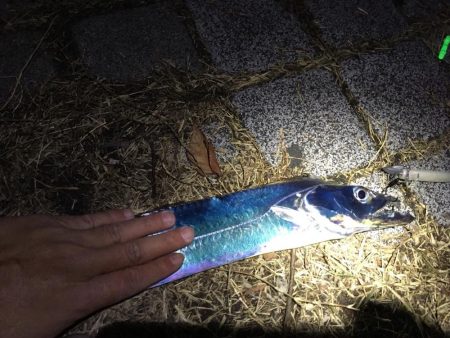 青物不発からのドラゴンゲット！