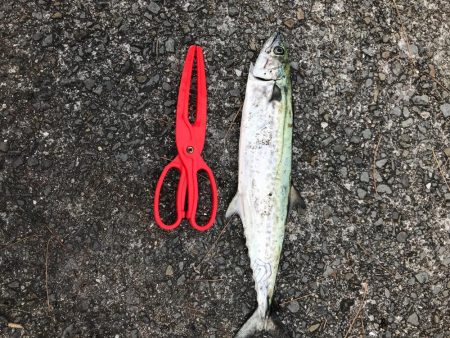 やっと釣れた✨