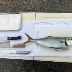 イナダ、アジ、ハゼ！