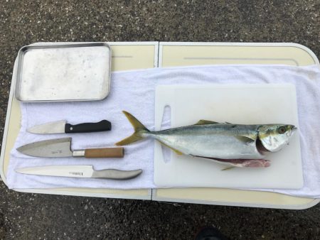 イナダ、アジ、ハゼ！