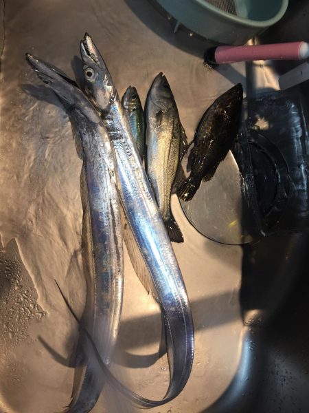 アジングのはずが