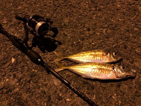 佐田岬遠征1日目