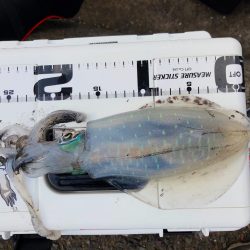 期待はしてなかったが！