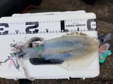 期待はしてなかったが！