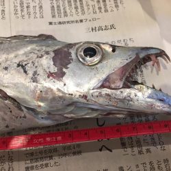 久々ドラゴン 夕マヅメ