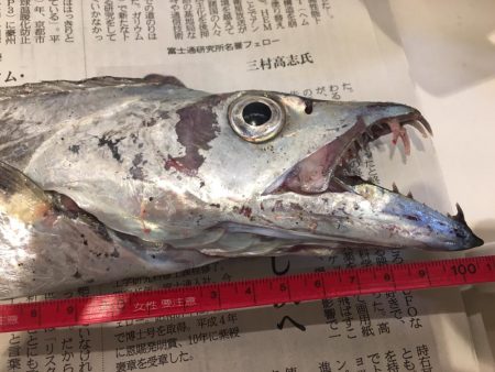 久々ドラゴン 夕マヅメ