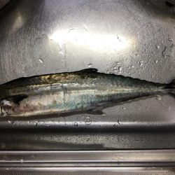 出勤前ショアジギング