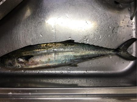 出勤前ショアジギング