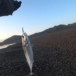 大里松原海岸 小イカ スマ