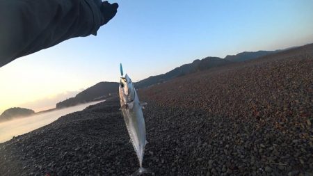 大里松原海岸 小イカ スマ