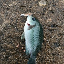 朝から釣りをする(笑)。