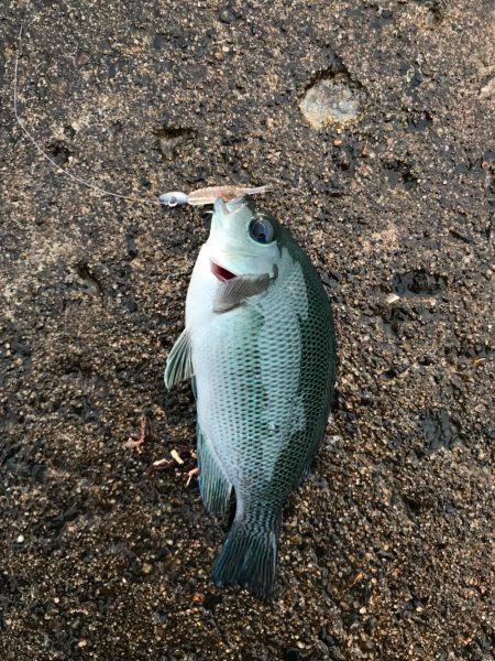 朝から釣りをする(笑)。