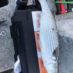 モニターレポートを書くために