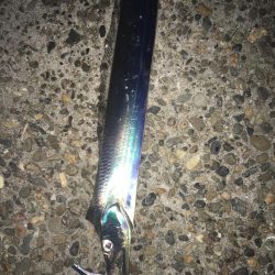 シーバス ハズレ