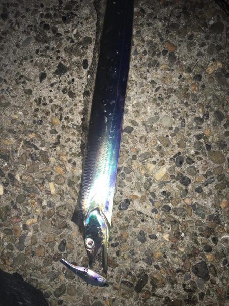 シーバス ハズレ