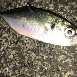 ナイスサイズアジ