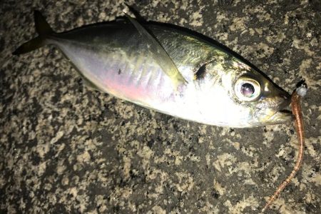 ナイスサイズアジ