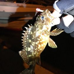 やっぱりガシラ