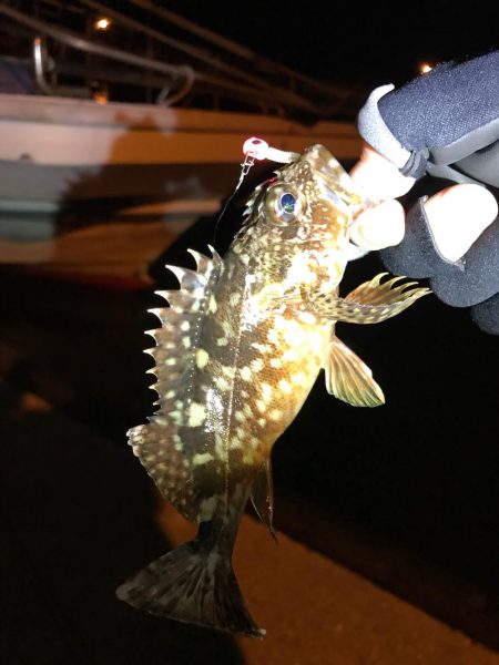 やっぱりガシラ