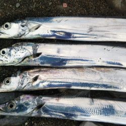 阿南市の那賀川河口でタチウオ