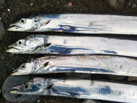 阿南市の那賀川河口でタチウオ