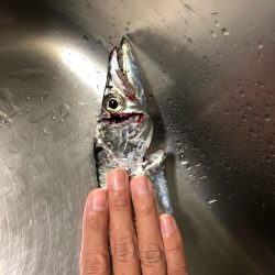 タチウオ終盤戦