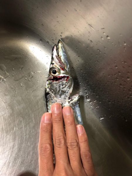 タチウオ終盤戦