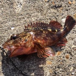 マイクロデイゲー