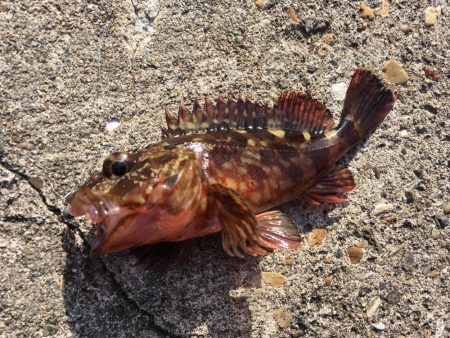 マイクロデイゲー