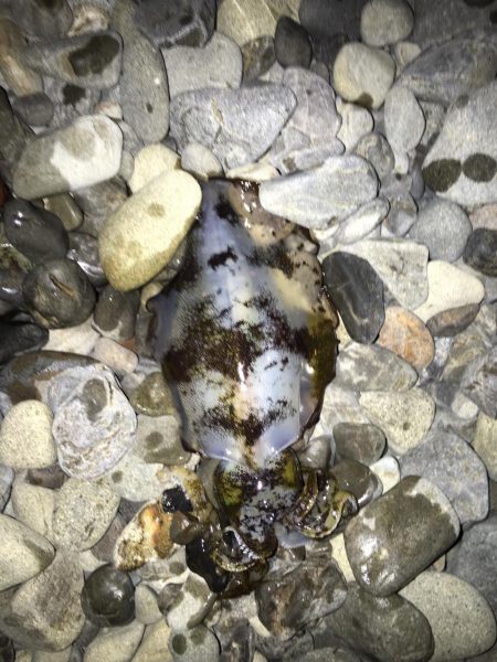 大里松原海岸 アオリイカ2 メジカ1