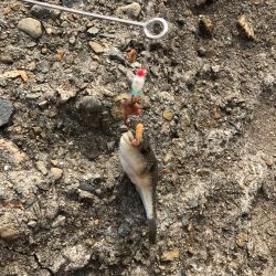 初場所にてカレイ、キス狙い(^ ^)