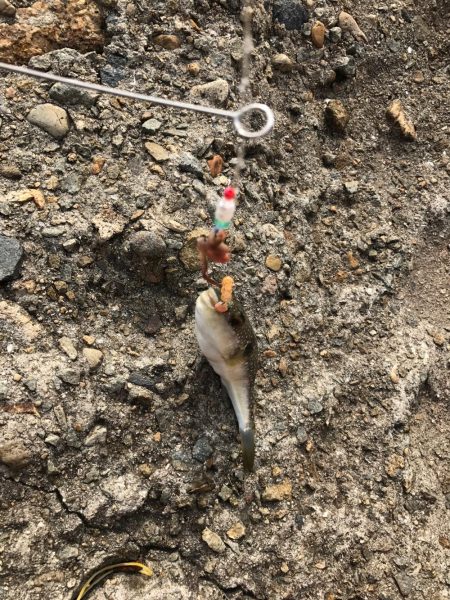 初場所にてカレイ、キス狙い(^ ^)